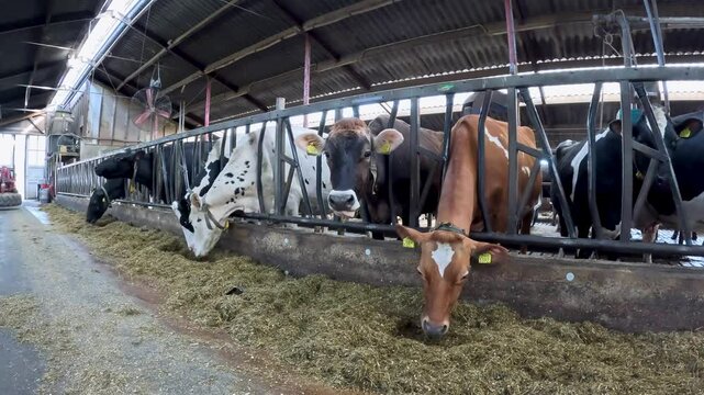 Farmstead with dairy cows inside barn.