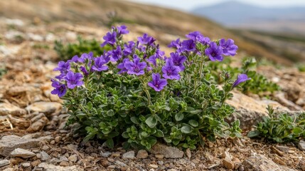 Obraz premium Close up of a cluster of purple flowers growing on a rocky hillside. Concept of nature, spring, and botany.