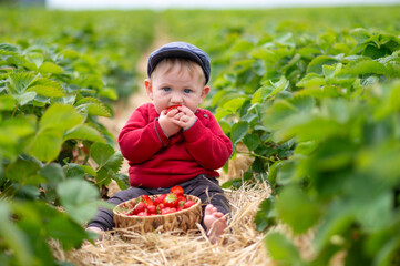 Baby boy on a strawberryfield