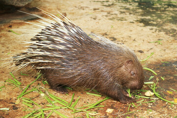 An Adorable Old World Porcupine Having Food in  the Zoo