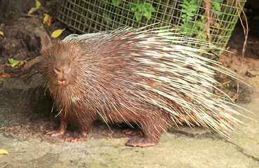 Closeup of a Porcupine with Thick Cylindrical Spines