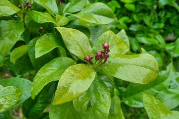 Bouton et fleurs de citronnier
