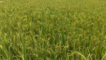 green rice field