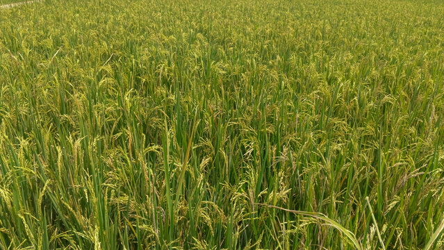 green rice field