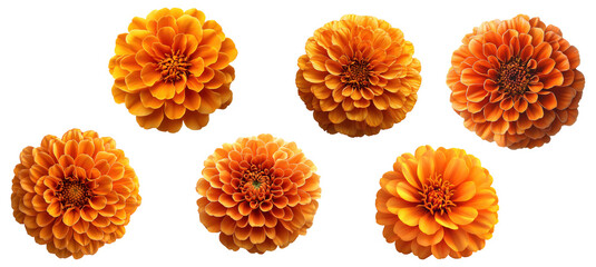 Collection of orange marigold flowers isolated on transparent background