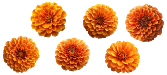 Collection of orange marigold flowers isolated on transparent background