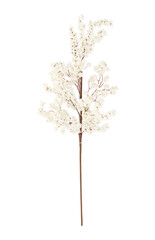 tree isolated on transparent background