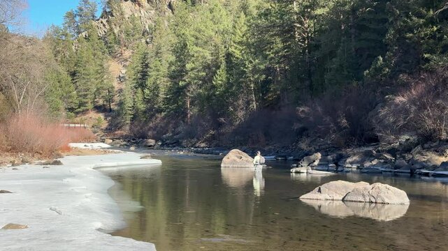 Fly fisherman in Poudre River at Gateway Natural Area Fort Collins Colorado