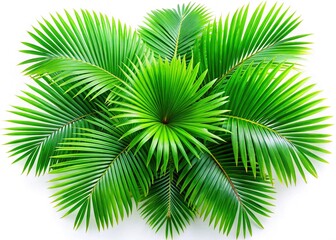 Obraz premium Lush Green Palm Leaves Overhead on Vibrant Blue Background - Tropical Summer Stock Photo