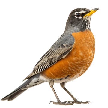 American Robin Bird isolated on transparent background  
