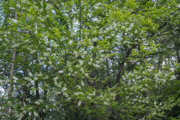 ウワミズザクラ（christmas tree decoration）／春に白い花が咲く／バラ科