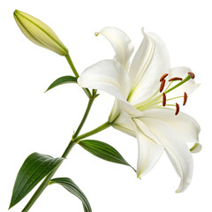 Single transparent lily flower with green stem isolated on transparent background    © tarustock