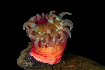 Dahlia sea anemone from Norway © Sakis Lazarides