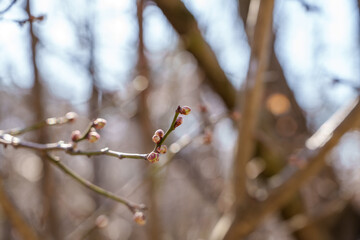 Close-up photo of white plum blossoms in bloom in early spring