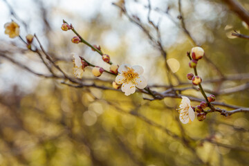 Close-up photo of white plum blossoms in bloom in early spring