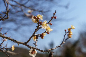 Close-up photo of white plum blossoms in bloom in early spring