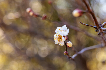 Close-up photo of white plum blossoms in bloom in early spring