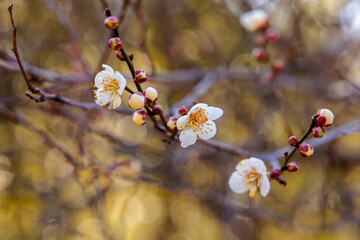 Close-up photo of white plum blossoms in bloom in early spring