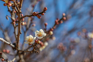 Close-up photo of white plum blossoms in bloom in early spring