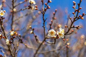 Close-up photo of white plum blossoms in bloom in early spring