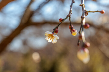 Close-up photo of white plum blossoms in bloom in early spring