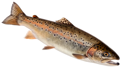 Single brown trout fish isolated on white background. Suitable for marketing or business purposes. PNG file