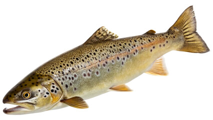 Obraz premium Single brown trout fish isolated on white background. Suitable for marketing or business purposes. PNG file