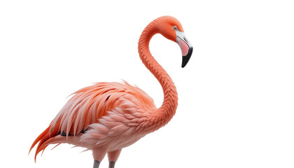 Obraz premium Pink Flamingo Bird Profile Exotic Wildlife Tropical Bird Feather Detail Nature Photogr