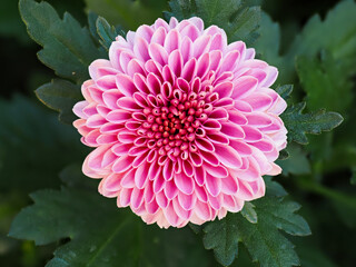 Pink Sylvia dahlia flower. Beautiful bright pink colored ball variety dahlia close up.