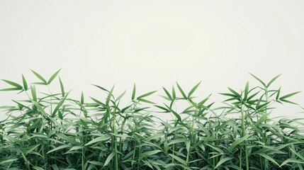 Fototapeta premium Green bamboo plants against a white wall. Nature background with copy space.