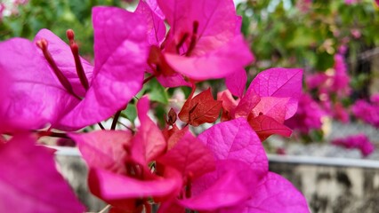 Close-up of Pink Bougainvillea Flowers in Natural Sunlight