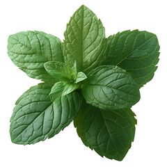 Fresh green mint leaves isolated on transparent background, emphasizes their natural freshness and aromatic properties.