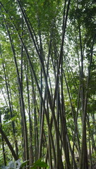 Fototapeta premium very long bamboo tree
