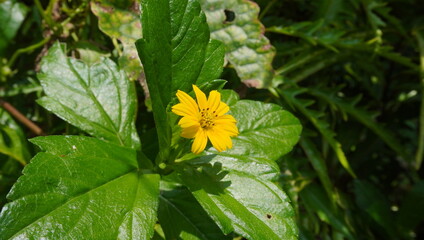 Wedelia flowers are yellow