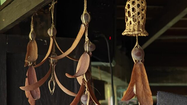Dipterocarpus Alatus Roxb Hang for Decorating.