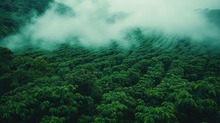 A verdant forest shrouded in deep green fog exudes mystery and allure. Sunlight filters through, casting an ethereal glow on twisted trees and shadowy paths that invite exploration into this enchantin