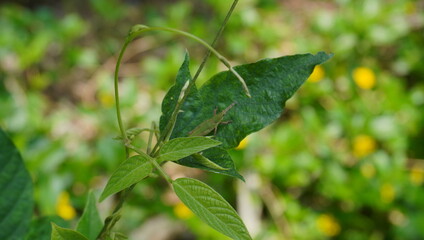 grasshopper on a green leaf