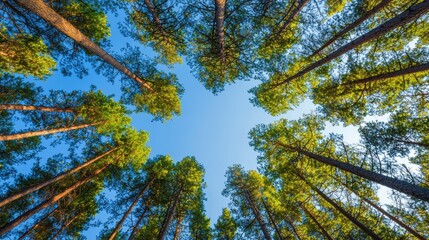 Looking up at the sky through tall pine trees in a forest. Nature background.