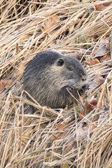 un ragondin qui mange sur une berge 