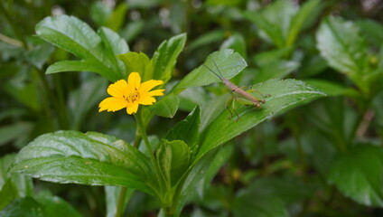 wedelia flowers and grasshoppers