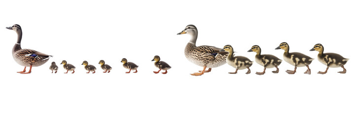 Obraz premium Set of ducks and ducklings walking in a line, isolated on a transparent background.