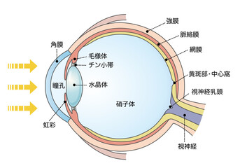 健康な目の構造と断面図