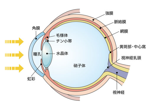 健康な目の構造と断面図