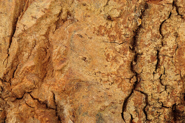 Natural rough tree trunk bark surface textured background detail