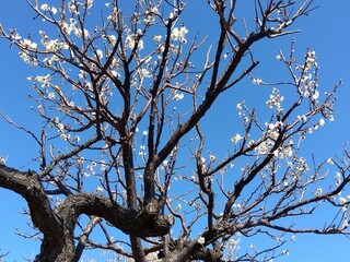 早春の咲き始めた白梅と青空