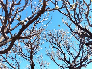 早春の咲き始めた白梅と青空