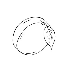 Apricot graphic hand drawn pencil sketch. Illustration of a fruit on an isolated background. Menu plant meal design element