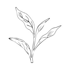  Sketch of herb. A simple drawing of green tea, a vector image good for use in card and package design