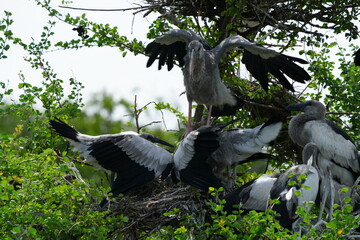 Pelicans, Panted Storks, Marabou Storks and many more species live naturally in the Bangkok Open Zoo, Thailand.