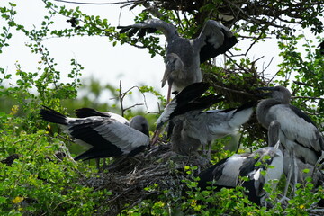 Obraz premium Pelicans, Panted Storks, Marabou Storks and many more species live naturally in the Bangkok Open Zoo, Thailand.